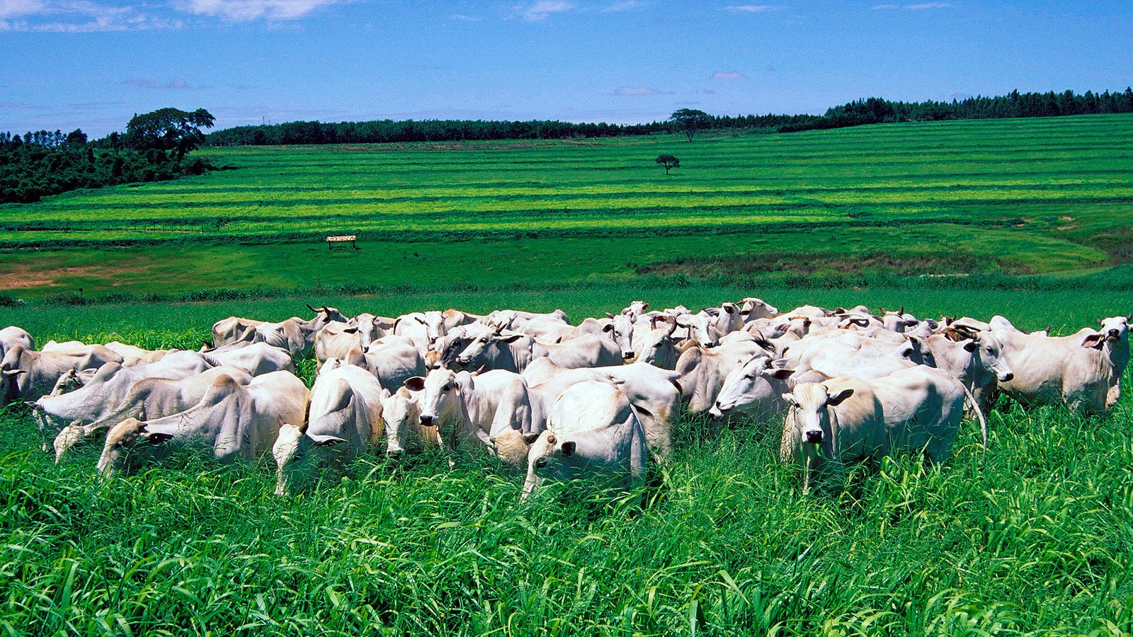 Como intensificar e produzir de forma sustentável na pecuária de corte