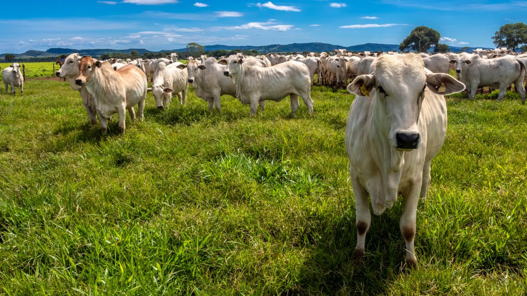 Desempenho produtivo e viabilidade econômica da suplementação de bovinos de corte a pasto